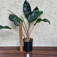 Load image into Gallery viewer, #46 Aglaonema Unknown