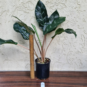 #46 Aglaonema Unknown