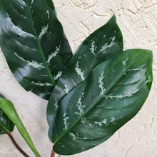 Load image into Gallery viewer, #46 Aglaonema Unknown