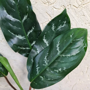 #46 Aglaonema Unknown