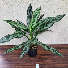 Load image into Gallery viewer, #50 Aglaonema Unknown