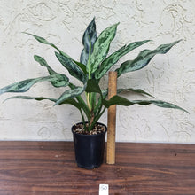 Load image into Gallery viewer, #50 Aglaonema Unknown