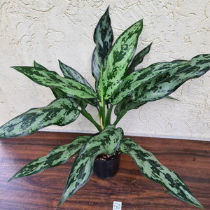 #50 Aglaonema Unknown