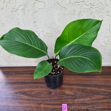 Load image into Gallery viewer, #51 Philodendron Geniculatum