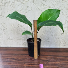 Load image into Gallery viewer, #51 Philodendron Geniculatum