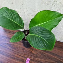 Load image into Gallery viewer, #51 Philodendron Geniculatum