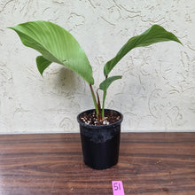 Load image into Gallery viewer, #51 Philodendron Geniculatum