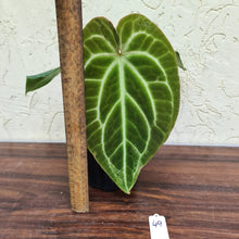 Load image into Gallery viewer, #49 Anthurium Crystallinum x