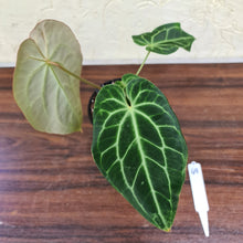 Load image into Gallery viewer, #49 Anthurium Crystallinum x