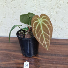 Load image into Gallery viewer, #31 Anthurium Crystallinum x