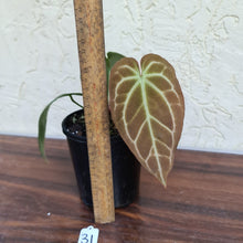 Load image into Gallery viewer, #31 Anthurium Crystallinum x