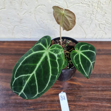 Load image into Gallery viewer, #31 Anthurium Crystallinum x