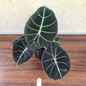 #46 Large Alocasia Reginula 'Black Velvet'