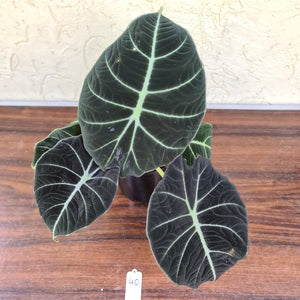 #46 Large Alocasia Reginula 'Black Velvet'