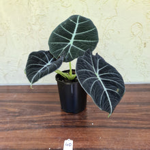 Load image into Gallery viewer, #46 Large Alocasia Reginula &#39;Black Velvet&#39;