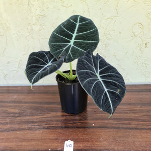 #46 Large Alocasia Reginula 'Black Velvet'