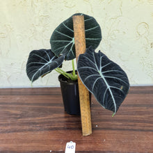 Load image into Gallery viewer, #46 Large Alocasia Reginula &#39;Black Velvet&#39;