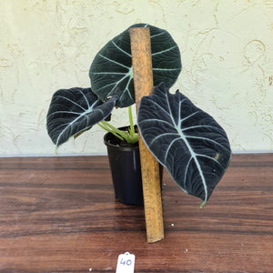 #46 Large Alocasia Reginula 'Black Velvet'