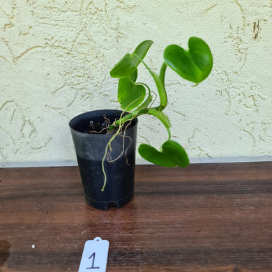 #1 Philodendron Grazielae