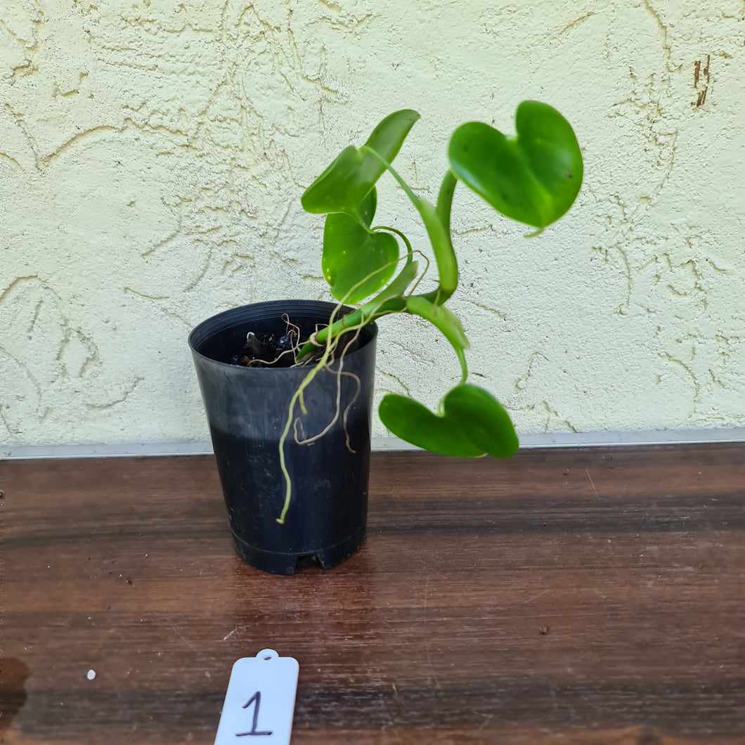 #1 Philodendron Grazielae
