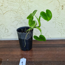 Load image into Gallery viewer, #1 Philodendron Grazielae