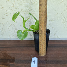 Load image into Gallery viewer, #1 Philodendron Grazielae