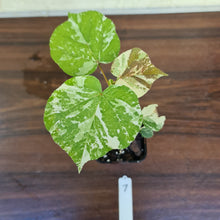 Load image into Gallery viewer, #7 Variegated Hibiscus Tiliaceus