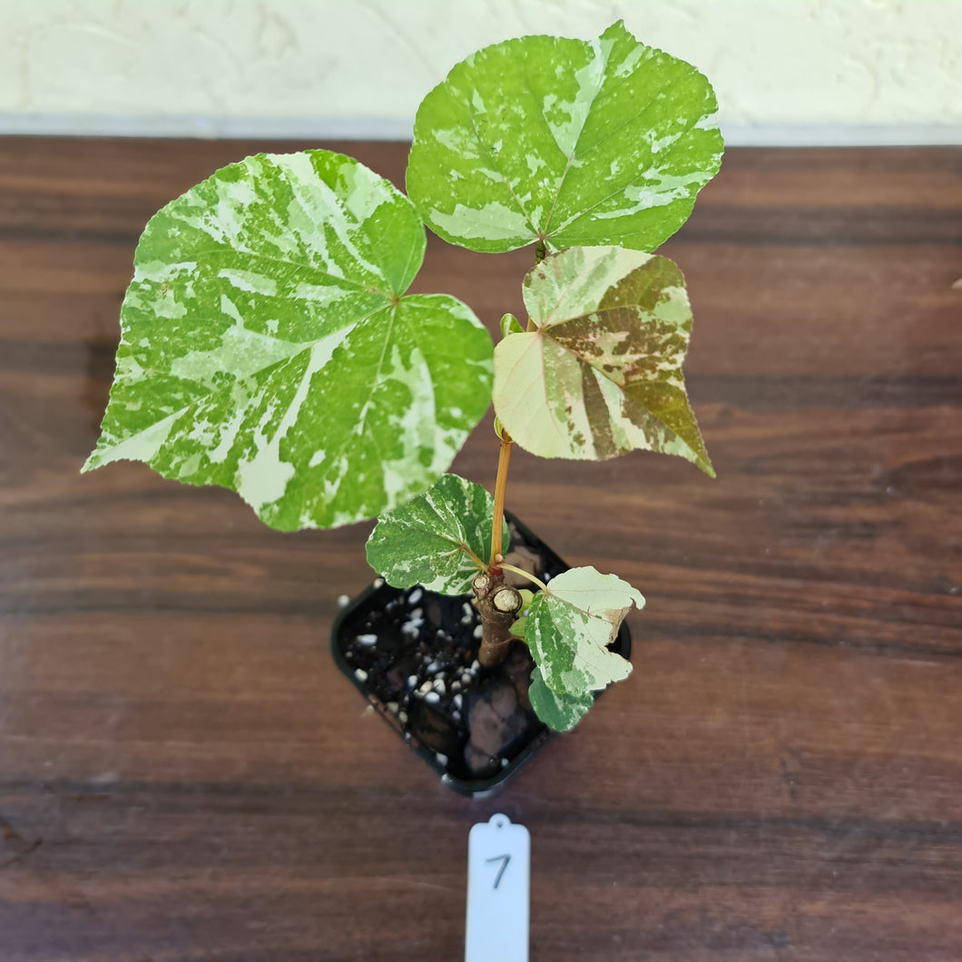 #7 Variegated Hibiscus Tiliaceus