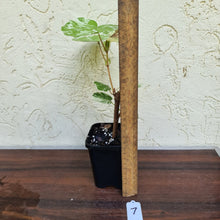 Load image into Gallery viewer, #7 Variegated Hibiscus Tiliaceus