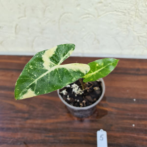 #5 Alocasia New Guinea Gold