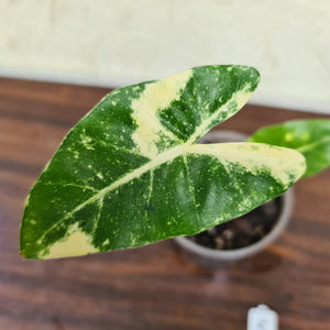 #5 Alocasia New Guinea Gold