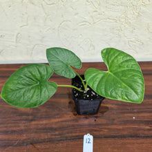 Load image into Gallery viewer, #12 Alocasia Alba