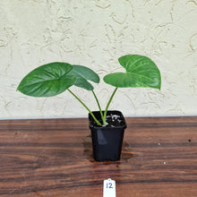Load image into Gallery viewer, #12 Alocasia Alba
