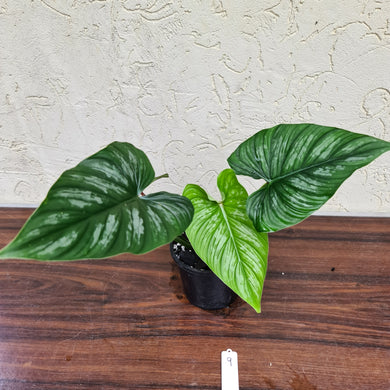 #9 Philodendron Mamei