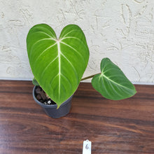 Load image into Gallery viewer, #6 Philodendron Gloriosum