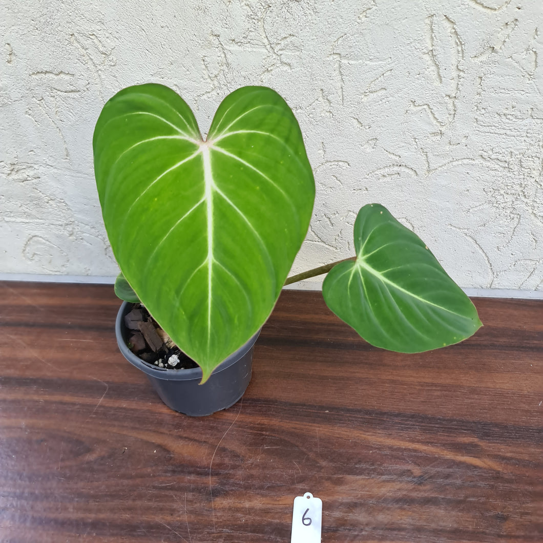 #6 Philodendron Gloriosum