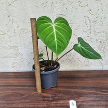 Load image into Gallery viewer, #6 Philodendron Gloriosum