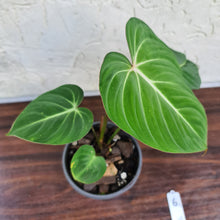Load image into Gallery viewer, #6 Philodendron Gloriosum