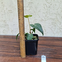 Load image into Gallery viewer, #14 Anthurium Macrolobium x Berriozabalense
