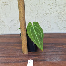 Load image into Gallery viewer, #5 Anthurium Magnificum Hybrid x