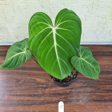 #17 Philodendron Gloriosum