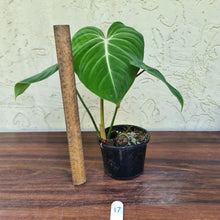 Load image into Gallery viewer, #17 Philodendron Gloriosum