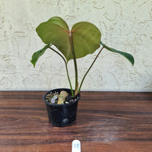 Load image into Gallery viewer, #17 Philodendron Gloriosum