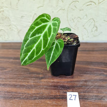 Load image into Gallery viewer, #27 Anthurium Magnificum Hybrid x