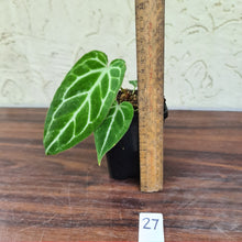 Load image into Gallery viewer, #27 Anthurium Magnificum Hybrid x