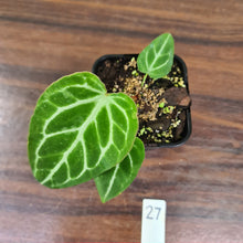 Load image into Gallery viewer, #27 Anthurium Magnificum Hybrid x