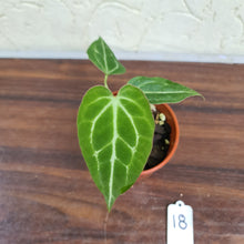 Load image into Gallery viewer, #18 Anthurium Magnificum Hybrid x