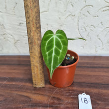 Load image into Gallery viewer, #18 Anthurium Magnificum Hybrid x