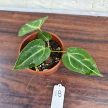 Load image into Gallery viewer, #18 Anthurium Magnificum Hybrid x