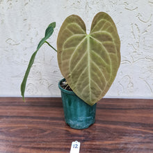 Load image into Gallery viewer, #12 Large Anthurium NOID